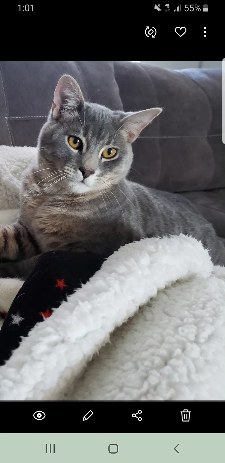 Lost cat in Colorado Springs, CO, 80910