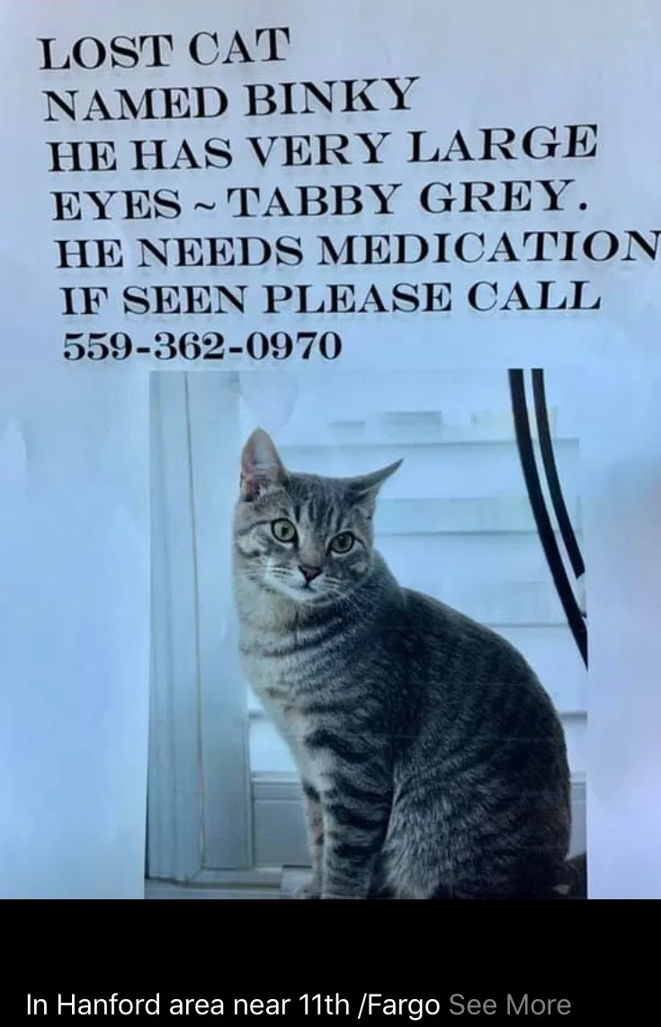 Lost cat in Hanford, CA, 93230