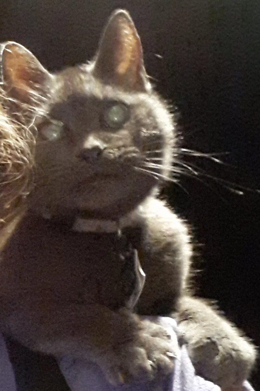 Lost cat in Melbourne, FL, 32935