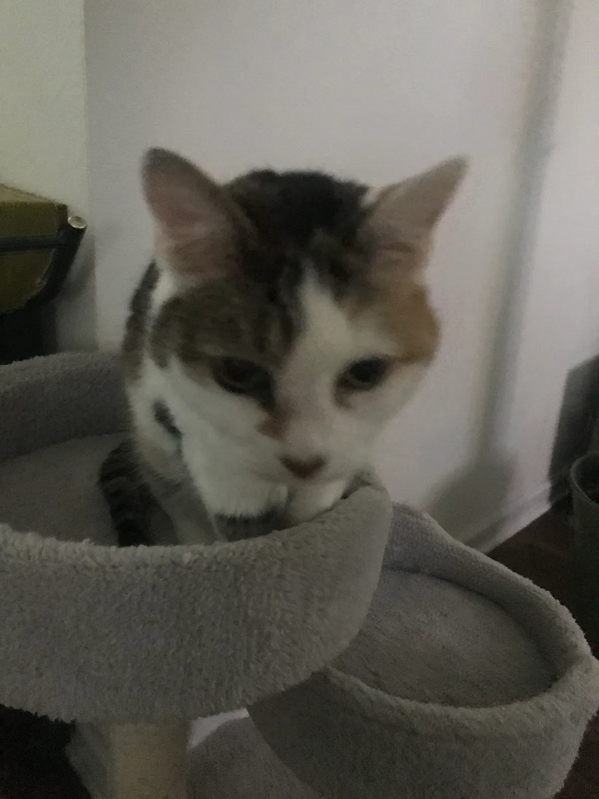 Lost cat in Charlotte, NC, 28216