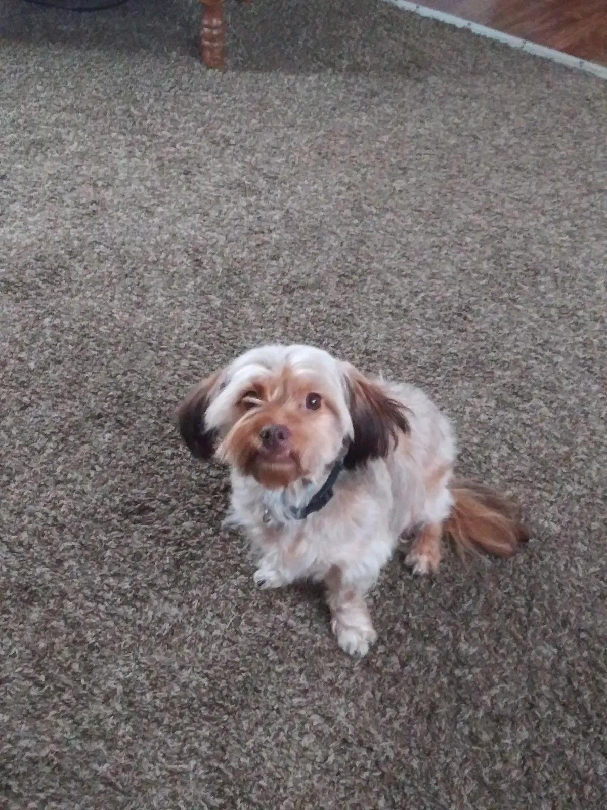 Lost dog in Greenville, SC, 29611