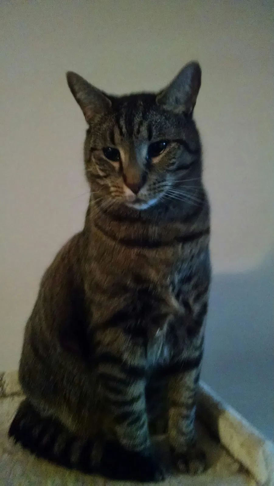 Lost cat in Phenix City, AL, 36869