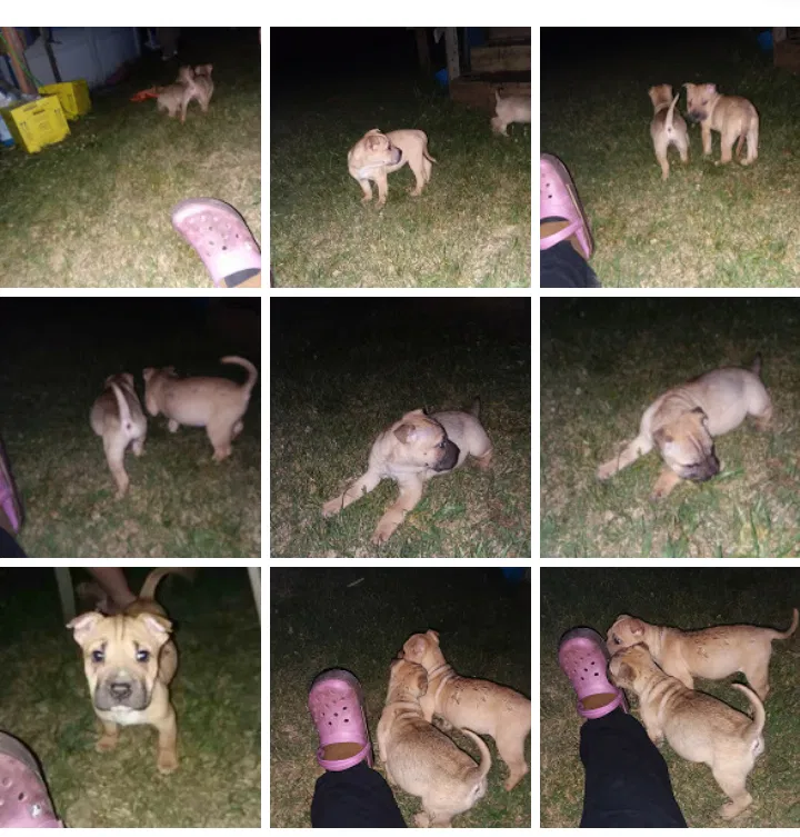 Lost dog in Heiskell, TN, 37754