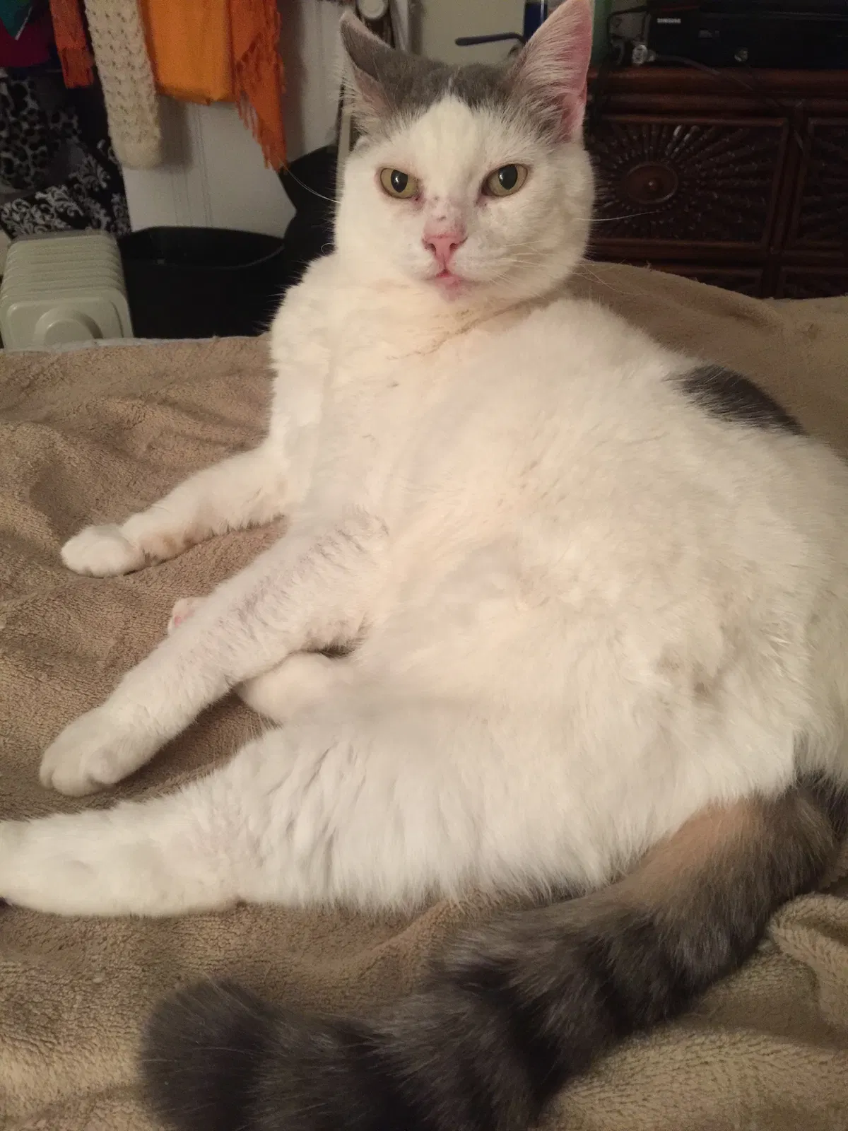 Lost cat in Albuquerque, NM, 87111