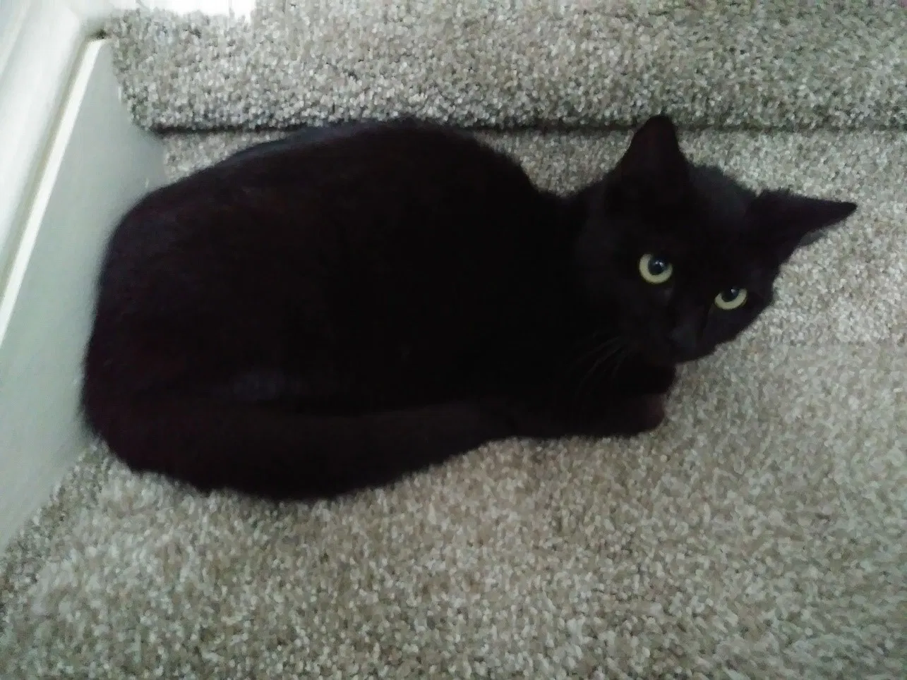 Lost cat in Salem, VA, 24153