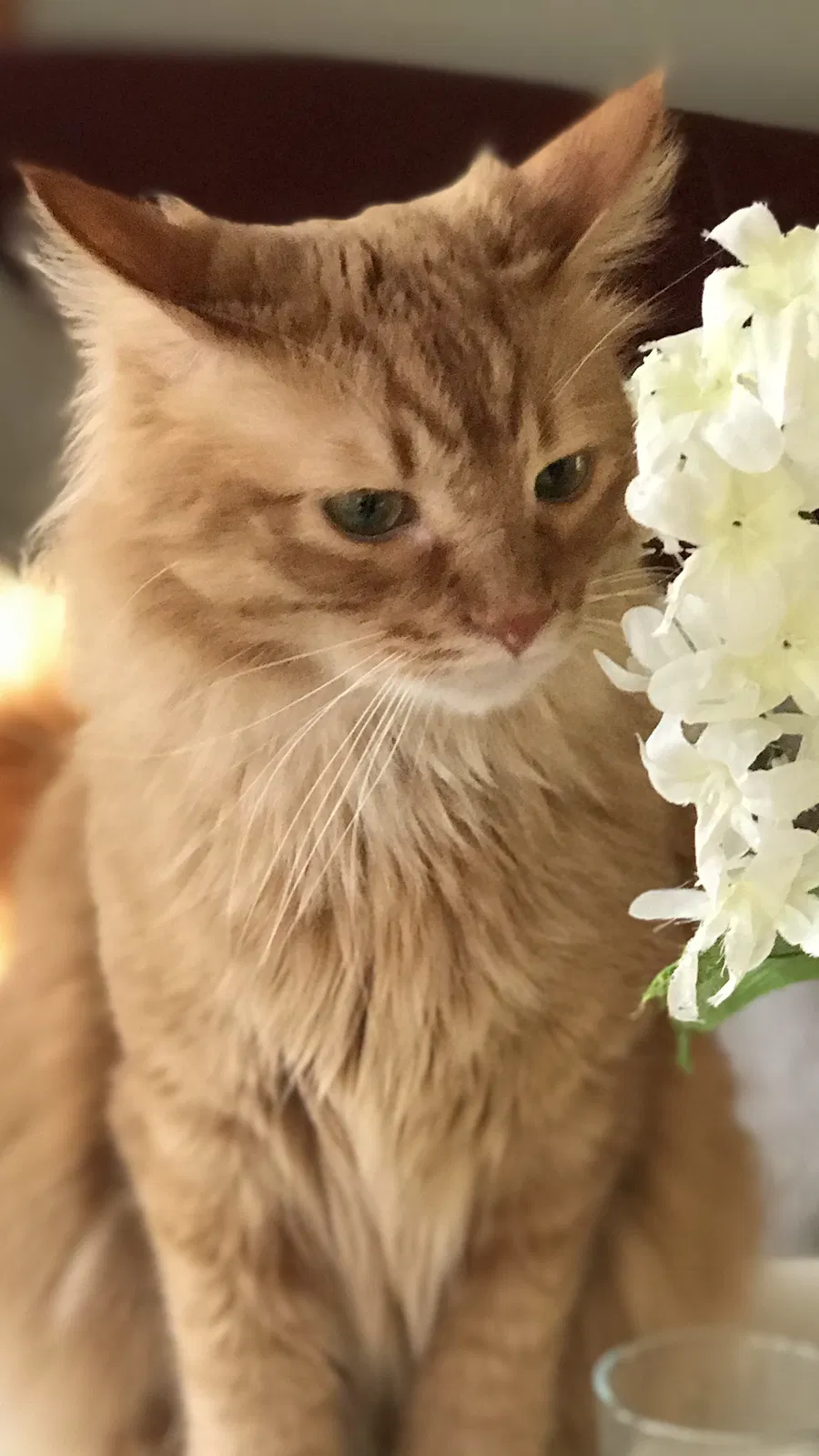 Lost cat in Saint Paul, MN, 55117