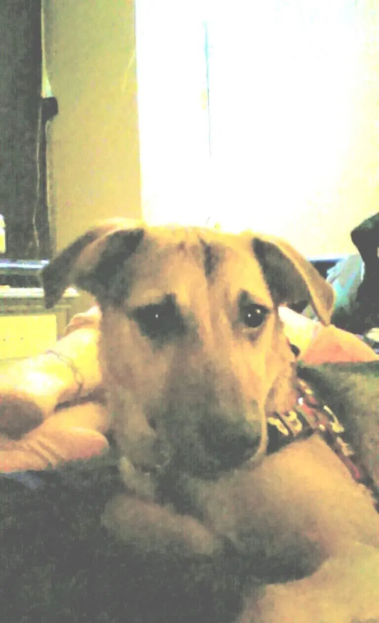 Lost dog in Oklahoma City, OK, 73109