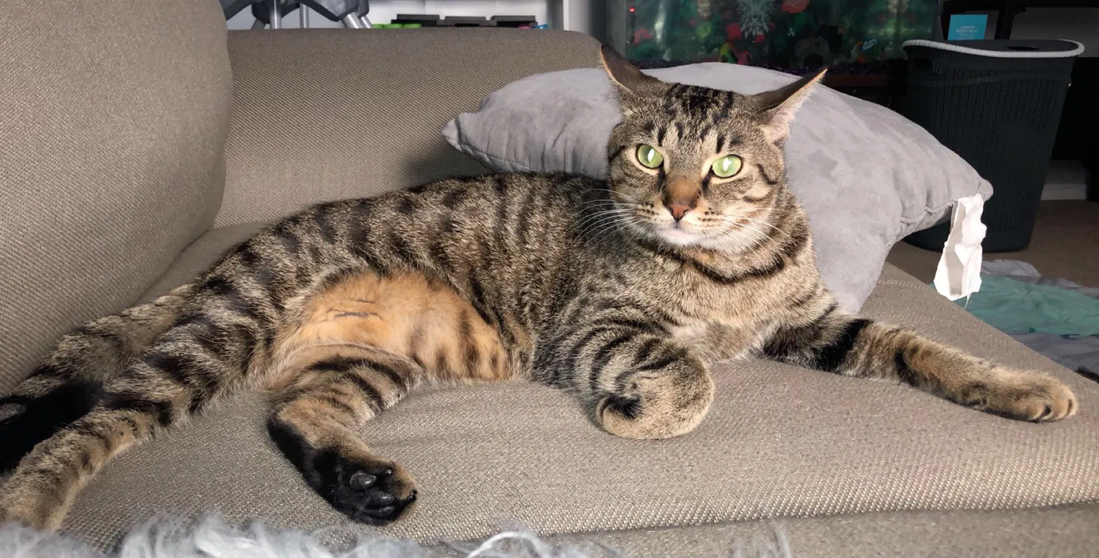 Lost cat in Fort Wayne, IN, 46808