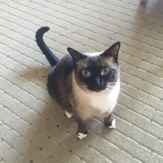 Lost cat in El Dorado Hills, CA, 95762