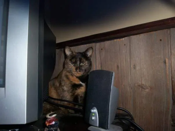 Lost cat in Brighton, MI, 48116