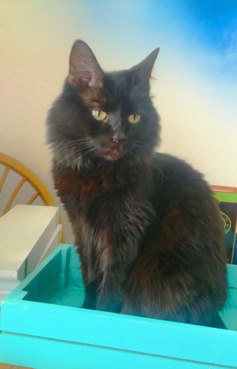 Lost cat in Overland Park, KS, 66212