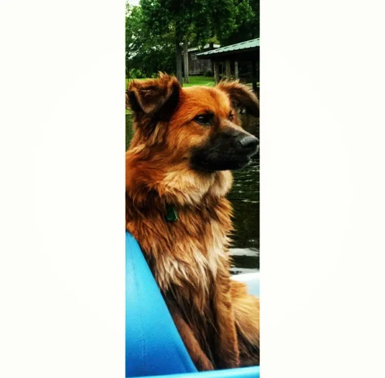 Lost dog in Lafayette, LA, 70506
