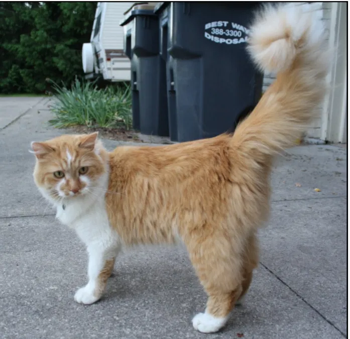 Lost cat in Kalamazoo, MI, 49009