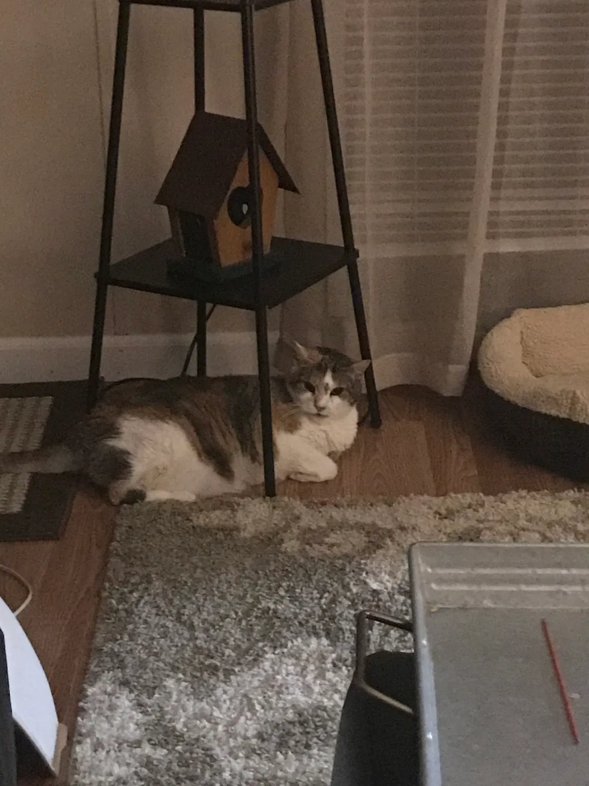 Lost cat in Morgantown, WV, 26505