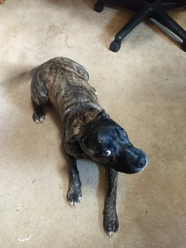Lost dog in Galax, VA, 24333