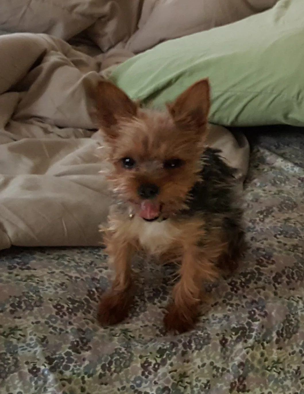 Lost dog in Cincinnati, OH, 45230