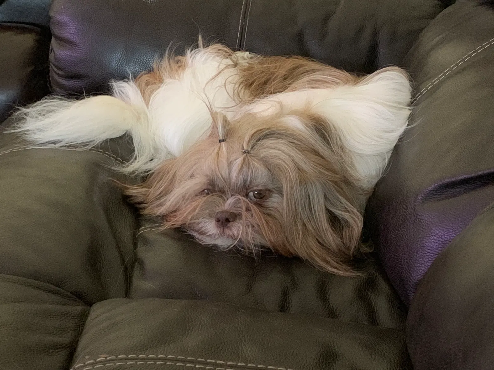 Lost dog in Pearland, TX, 77581