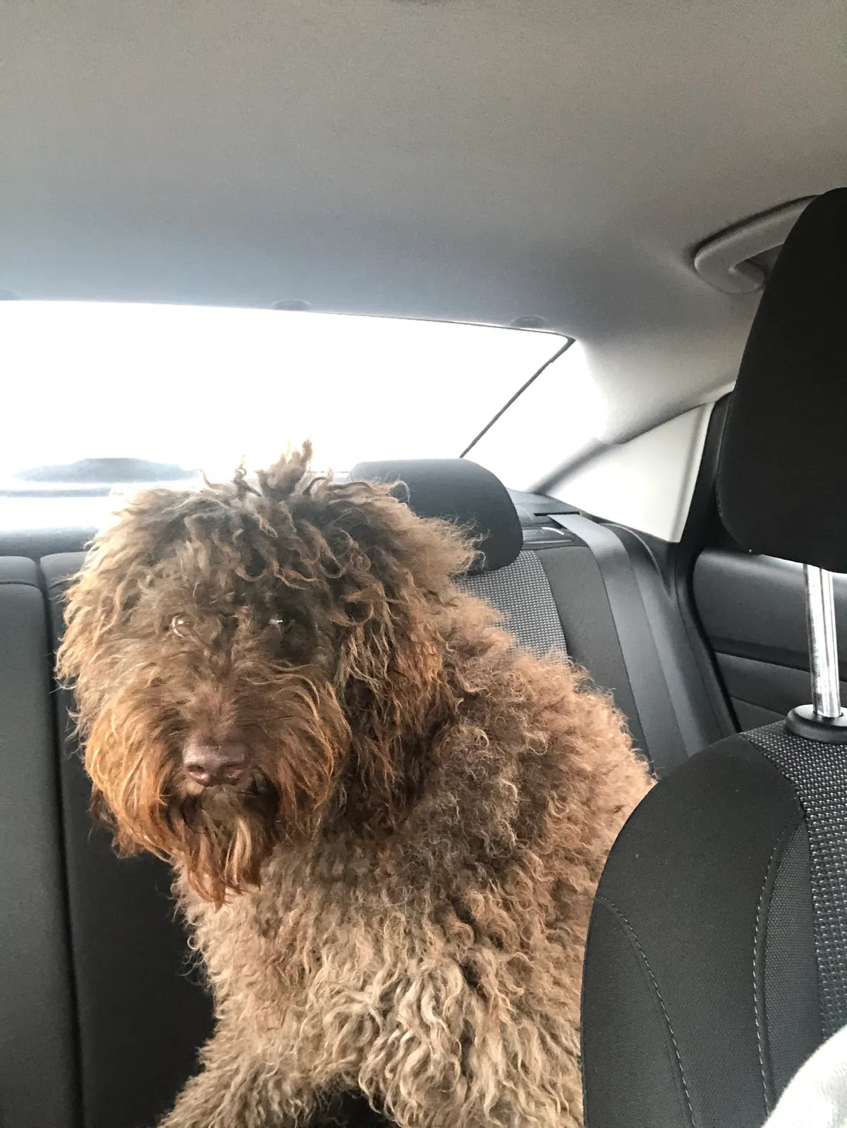 Lost dog in Colorado Springs, CO, 80920