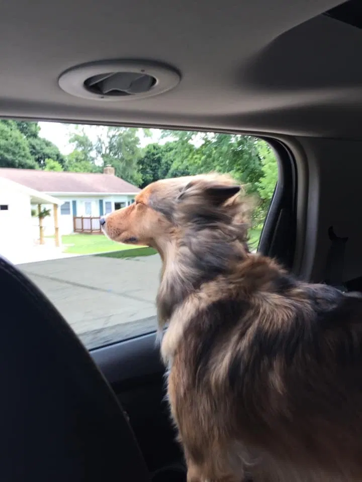 Lost dog in Grand Junction, MI, 49056