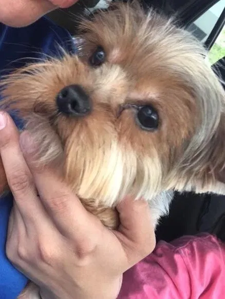 Lost dog in Spring, TX, 77373