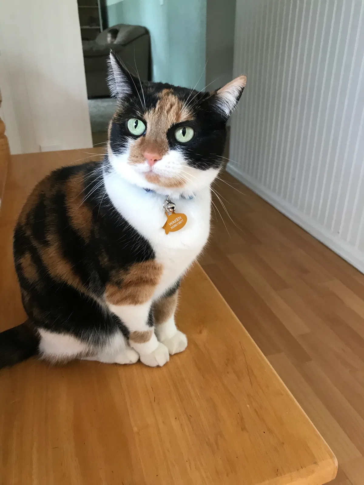 Lost cat in Denver, CO, 80233