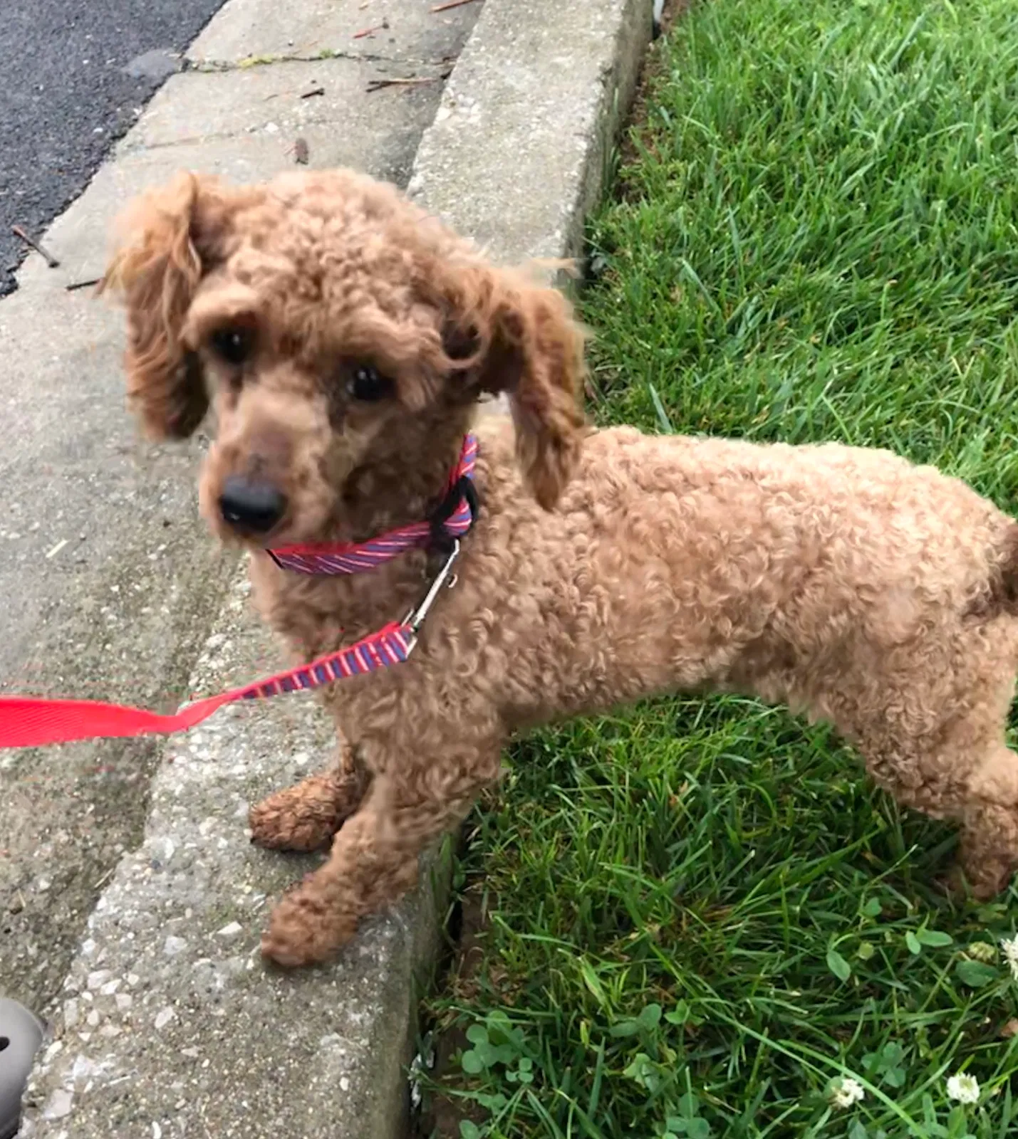 Lost dog in Woodruff, SC, 29388
