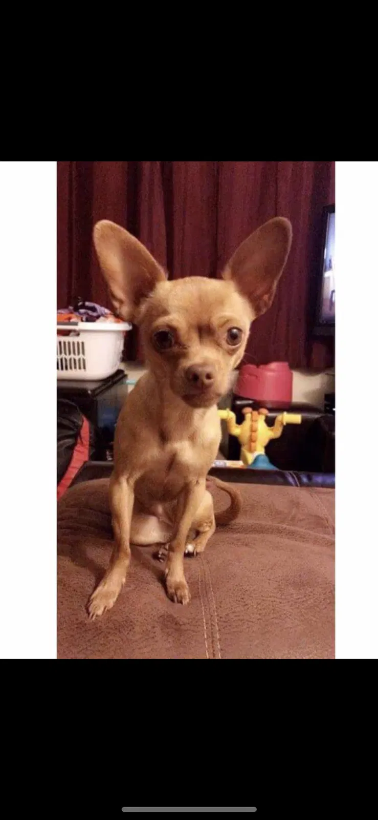 Lost dog in Pueblo, CO, 81005