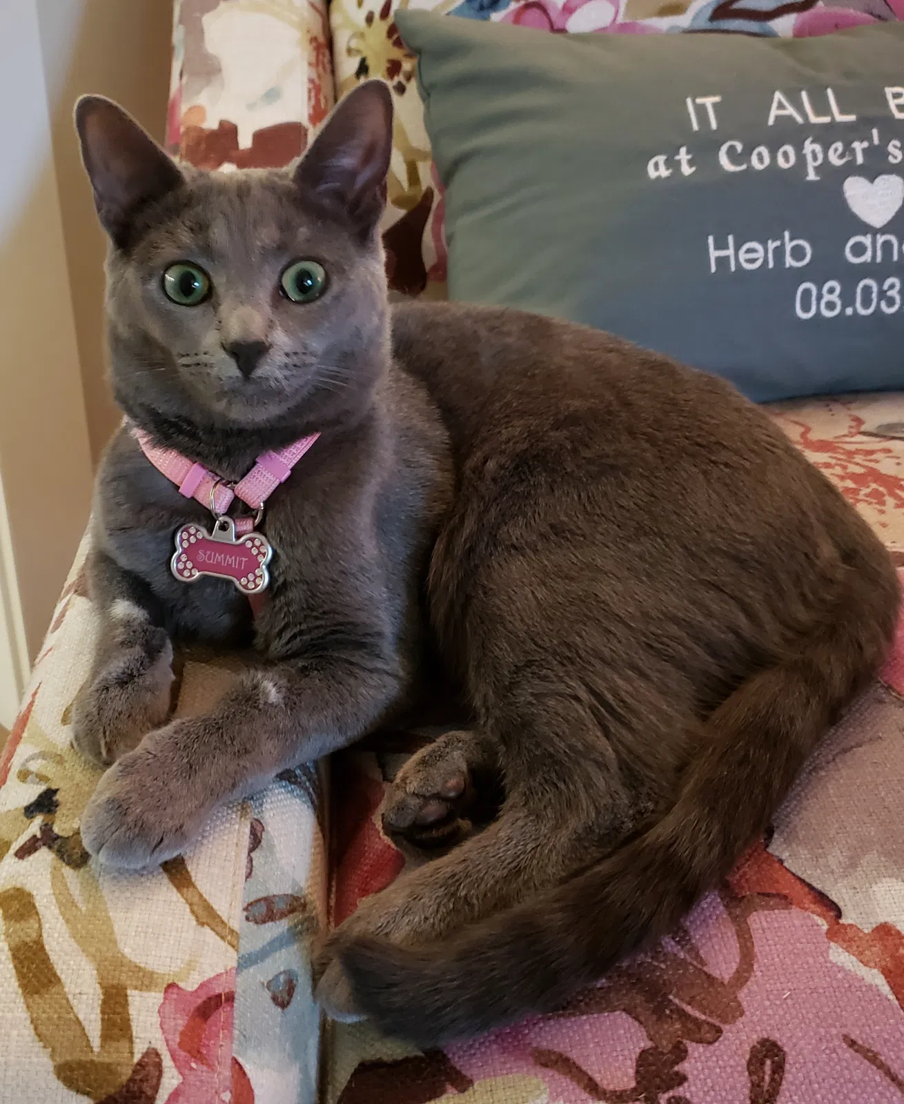 Lost cat in Loganville, GA, 30052