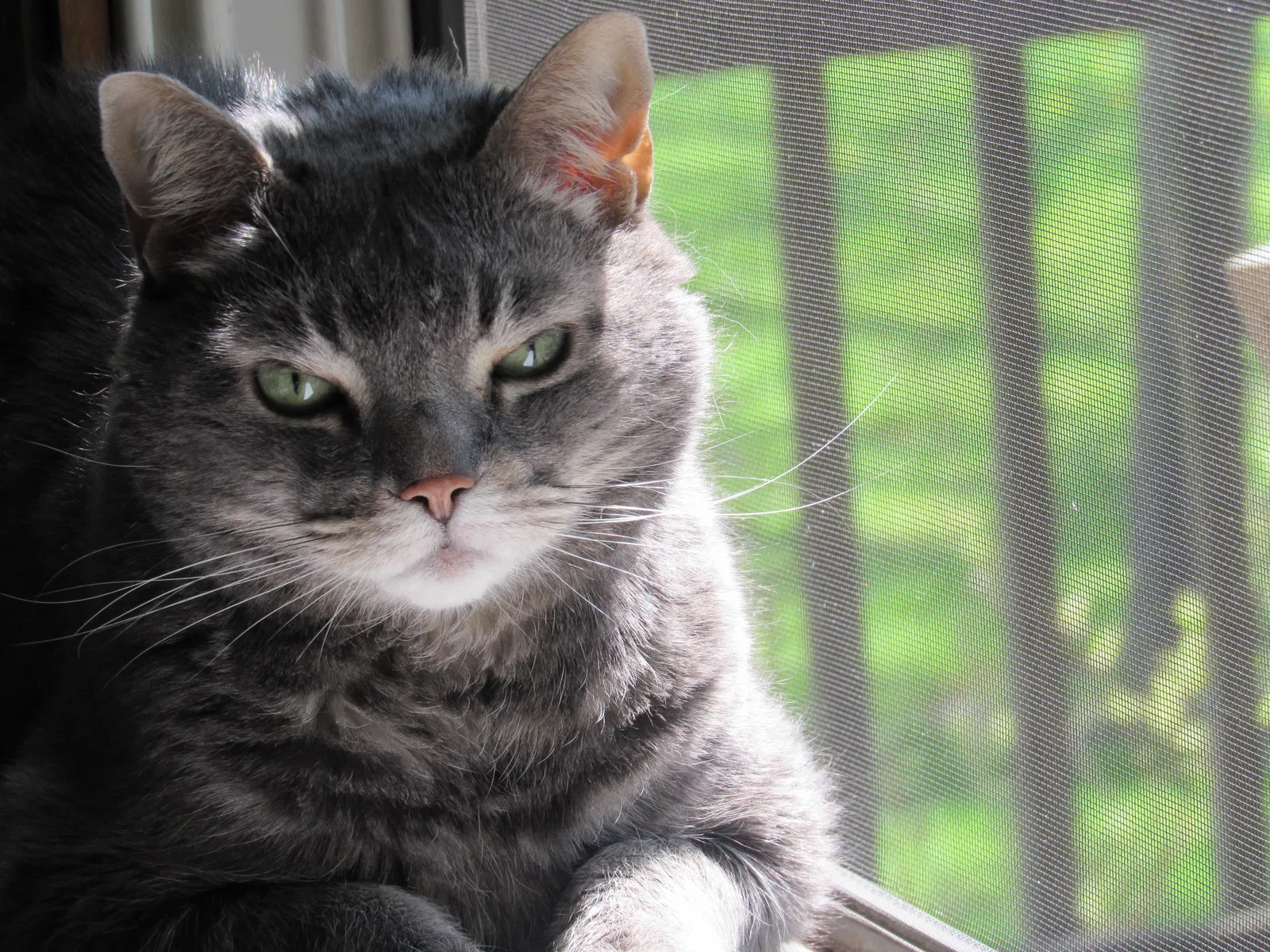 Lost cat in New Albany, OH, 43054