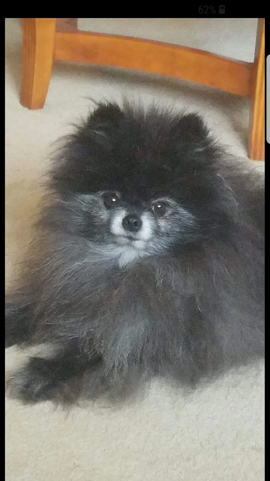 Lost dog in Canton, OH, 44708