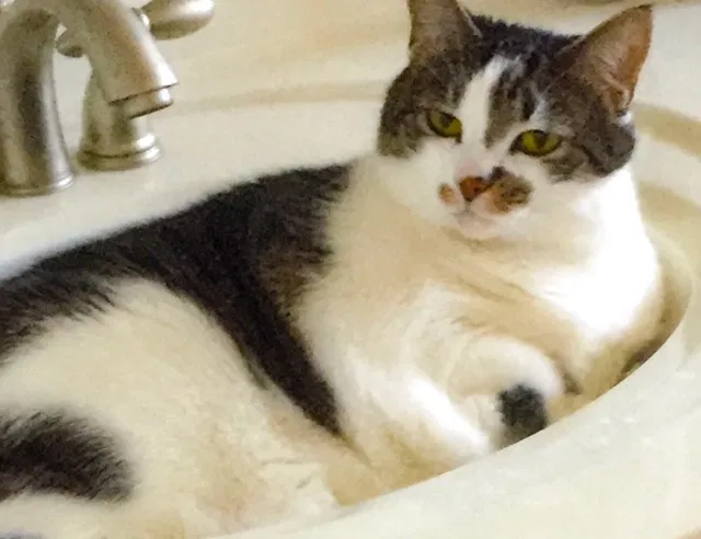 Lost cat in Wake Forest, NC, 27587
