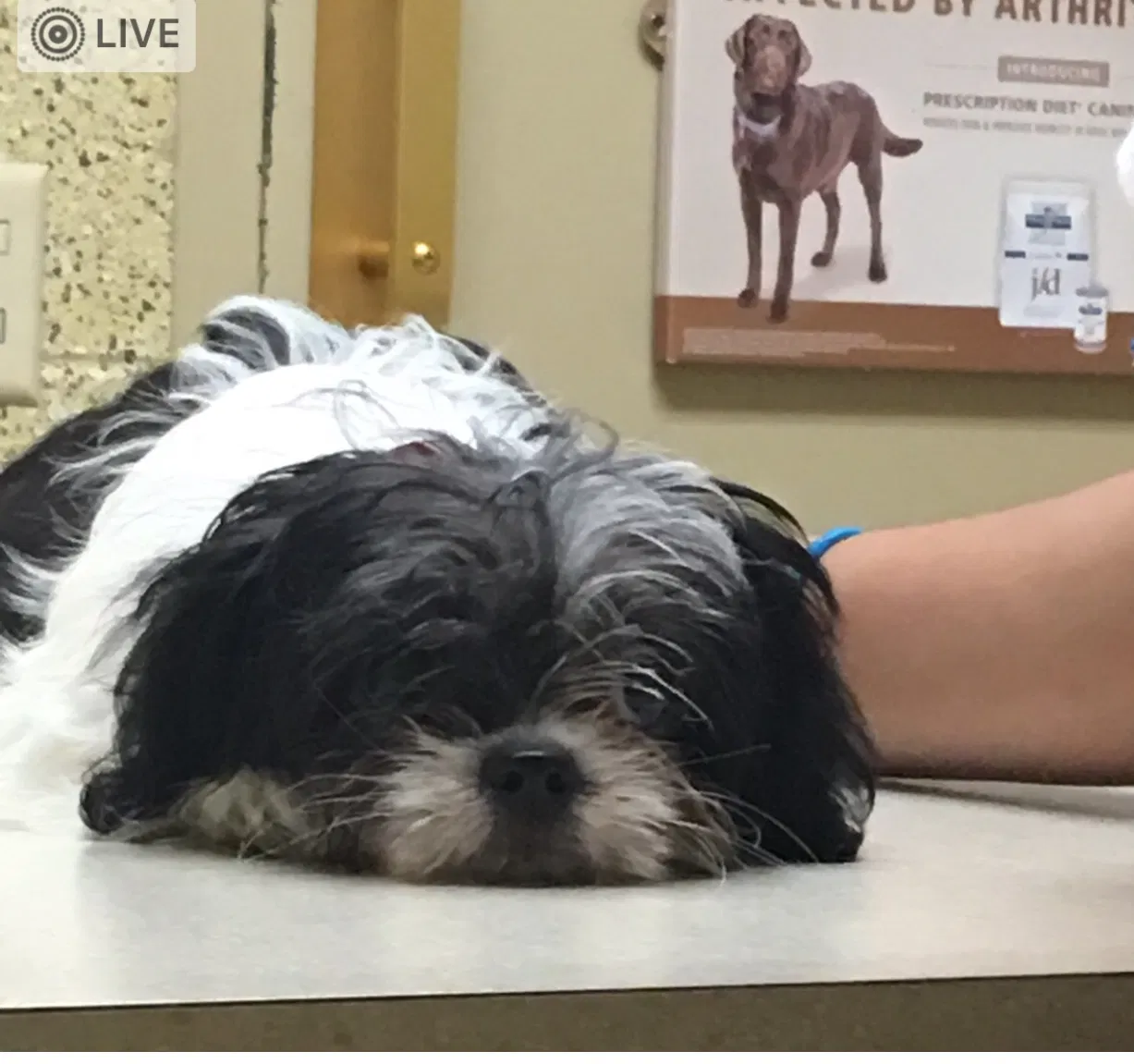 Lost dog in Oklahoma City, OK, 73179