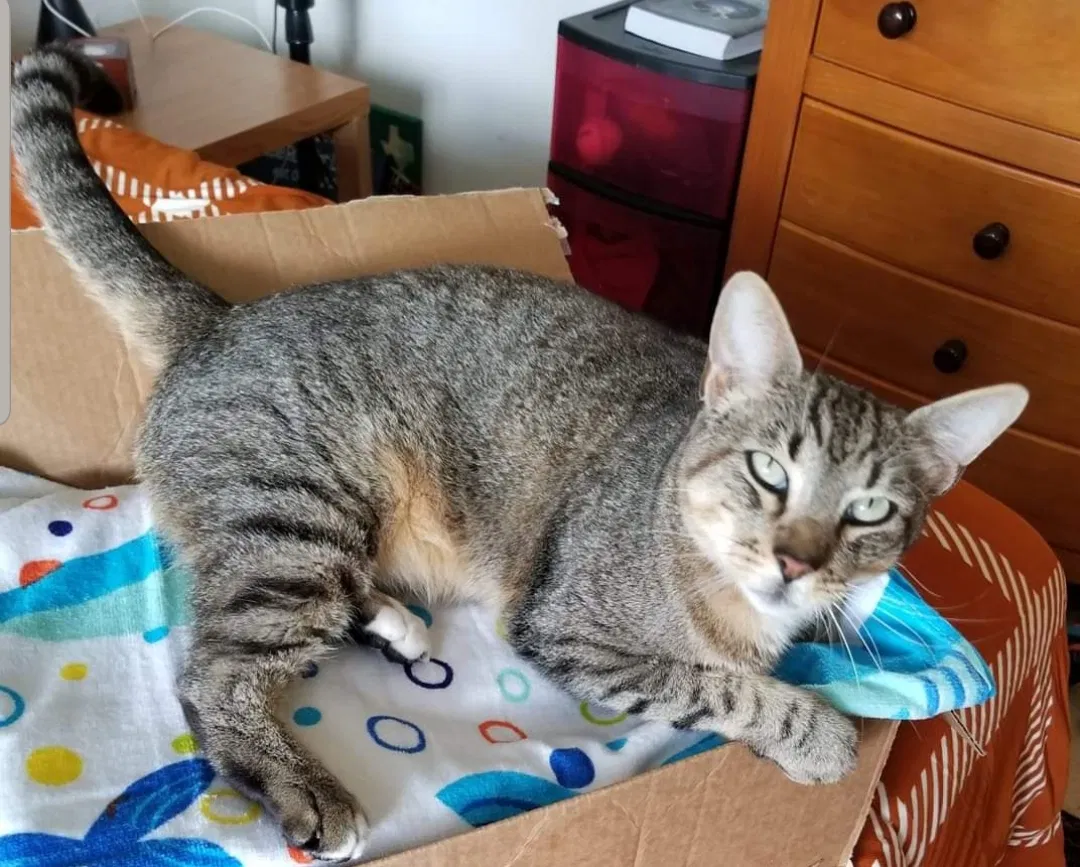 Lost cat in Pearland, TX, 77581