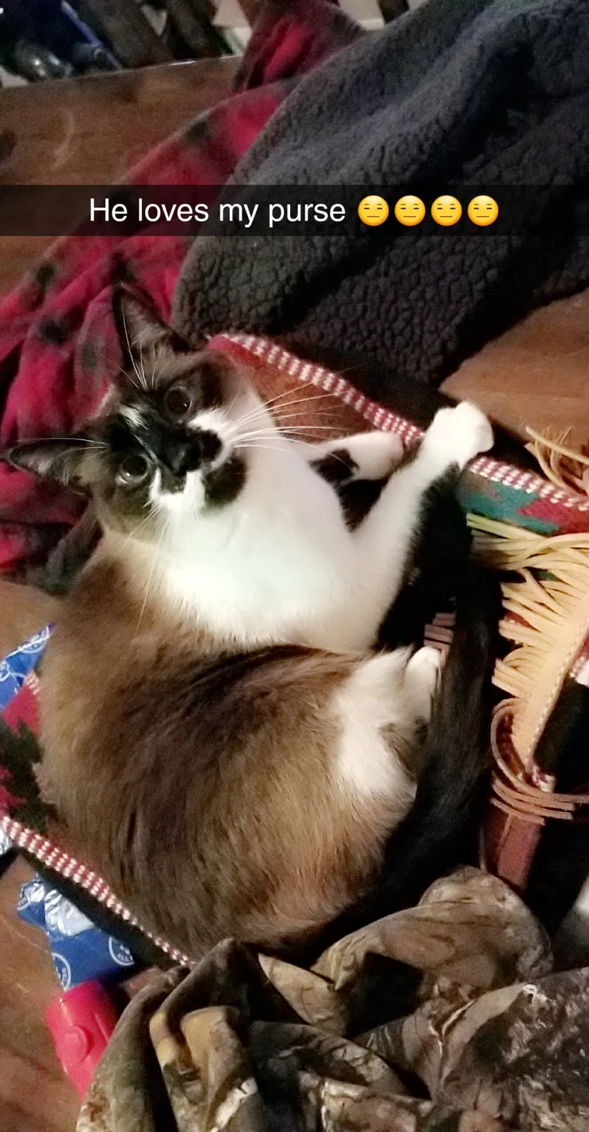 Lost cat in Denton, TX, 76205