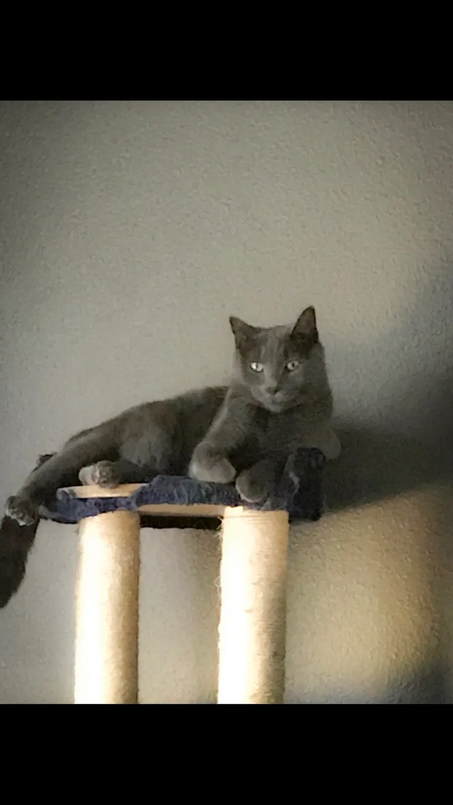 Lost cat in Prior Lake, MN, 55372
