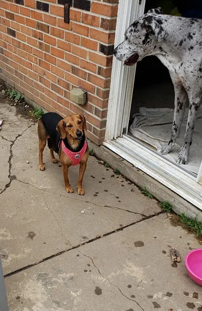 Lost dog in Miamisburg, OH, 45342