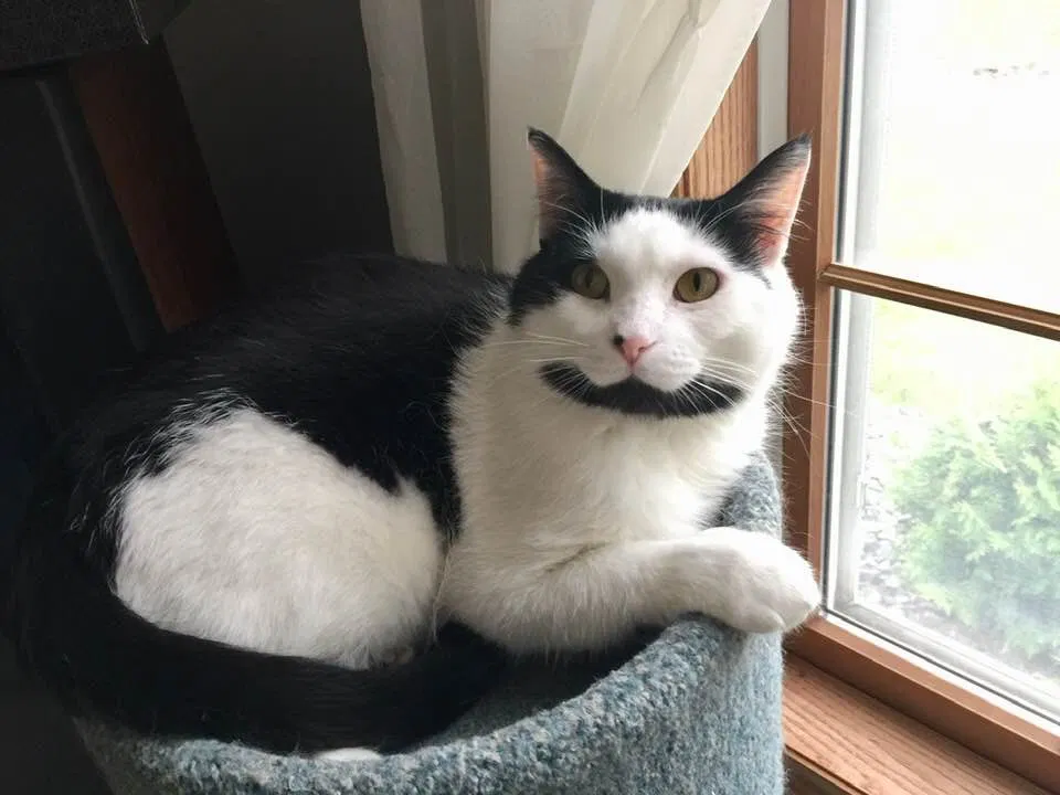 Lost cat in Marshfield, WI, 54449