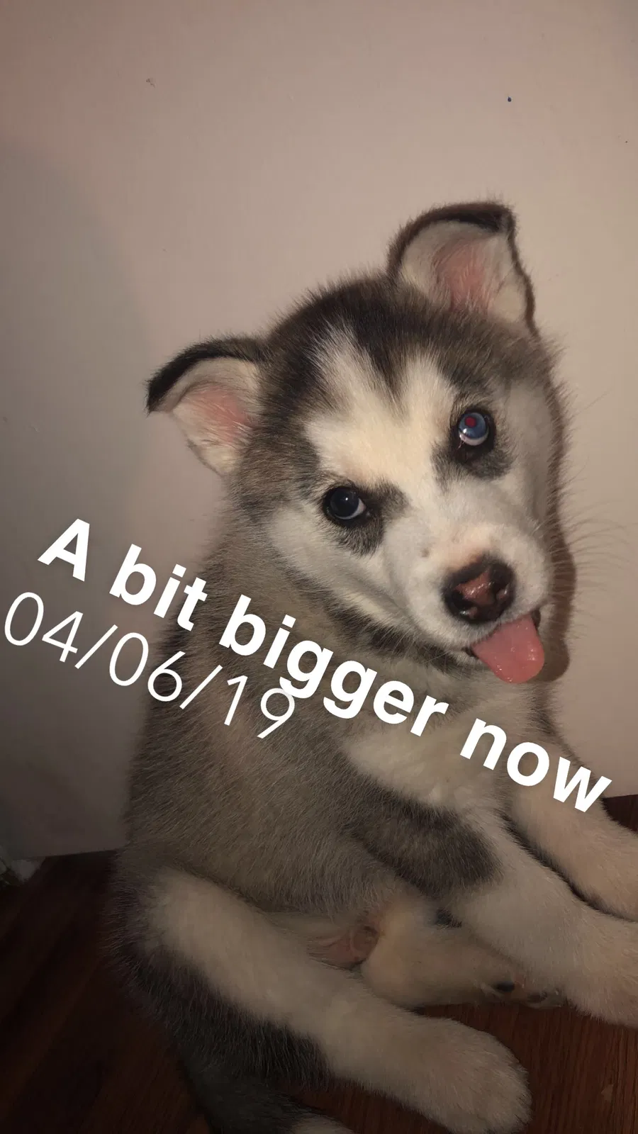 Lost dog in Indianapolis, IN, 46226