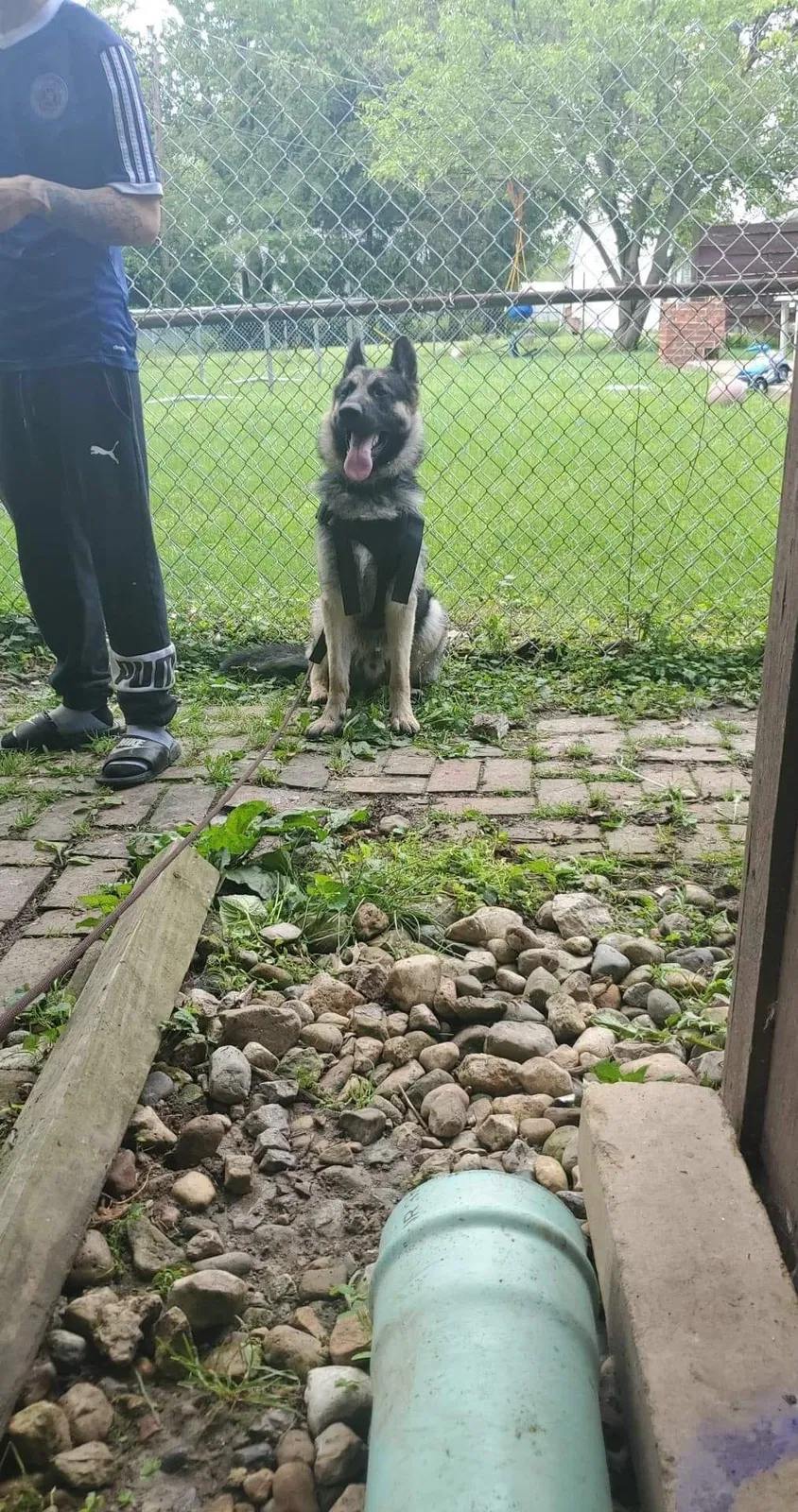Lost dog in Indianapolis, IN, 46226