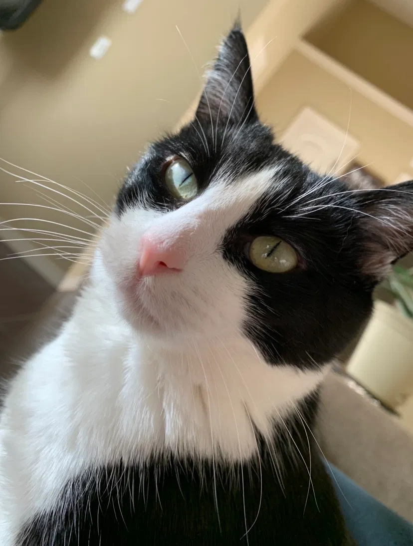 Lost cat in El Paso, TX, 79928