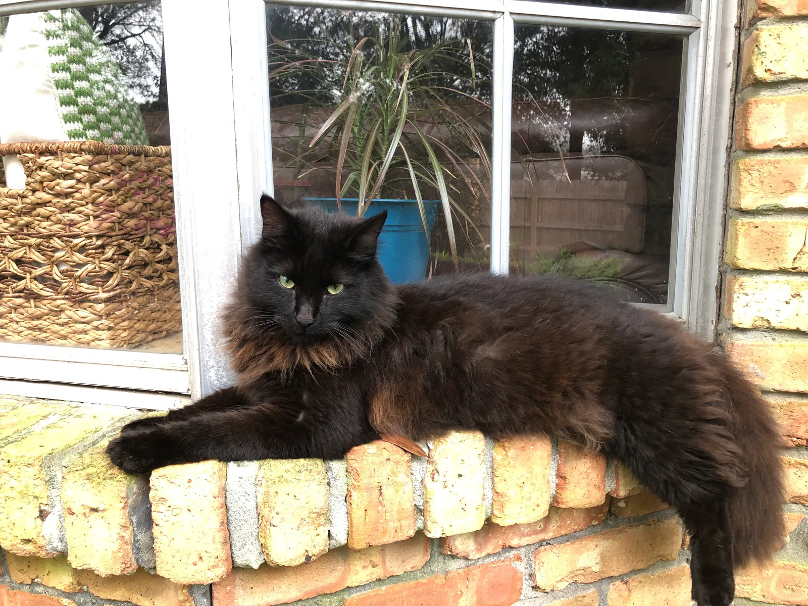 Lost cat in Pensacola, FL, 32514