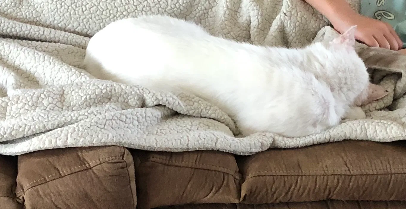 Lost cat in Dunnellon, FL, 34433