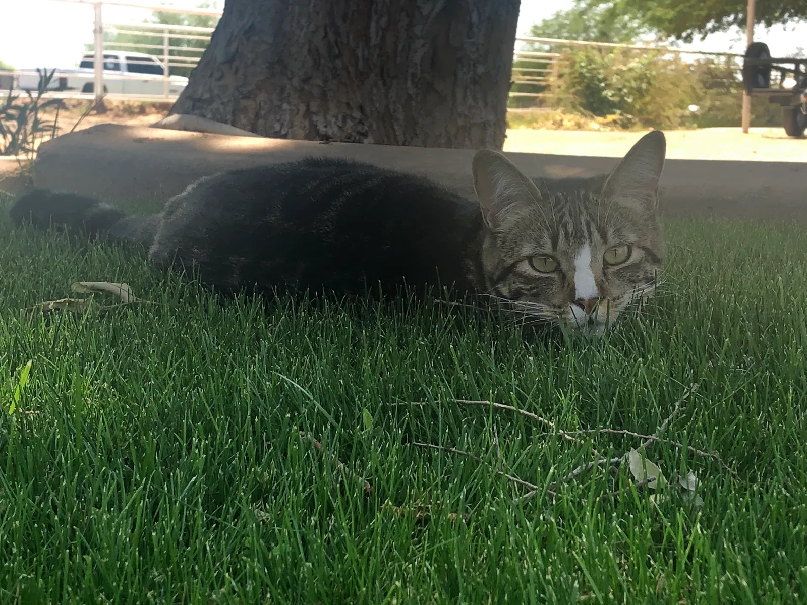Lost cat in Gilbert, AZ, 85295