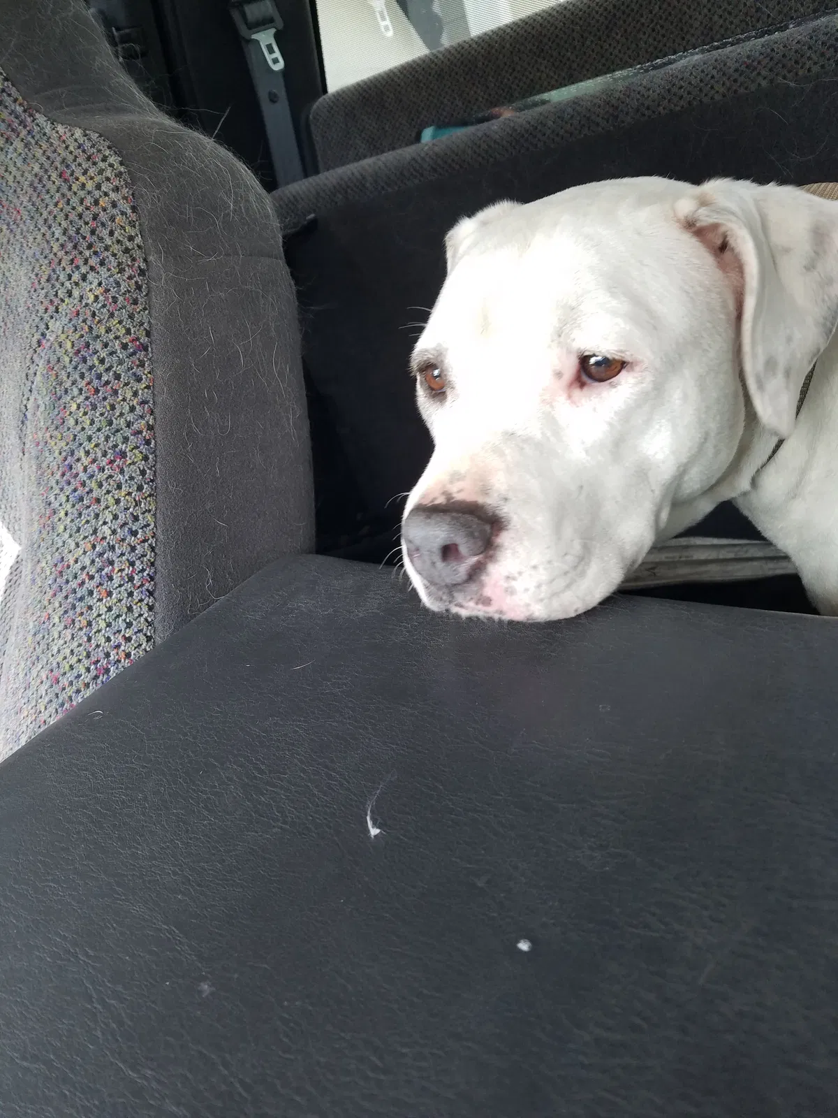 Found dog in Newman Lake, WA, 99025