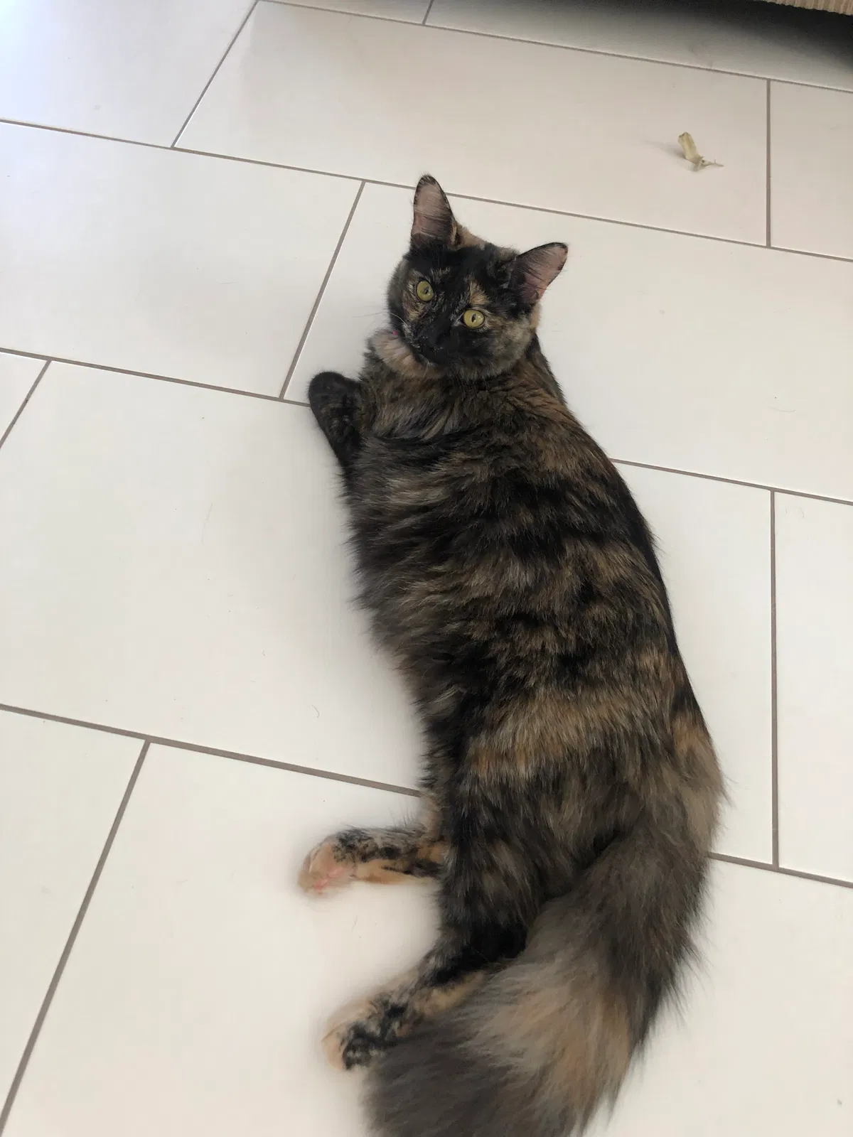 Lost cat in Surprise, AZ, 85379