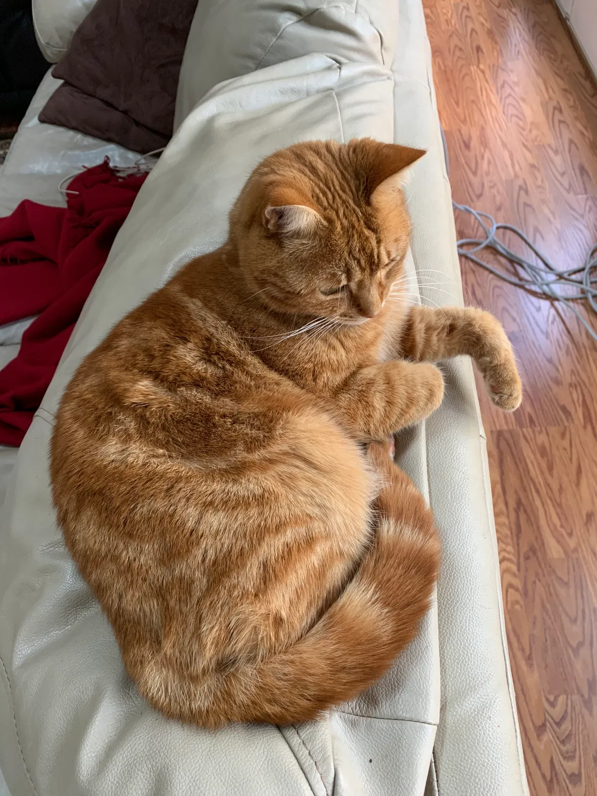 Lost cat in Greenville, SC, 29607