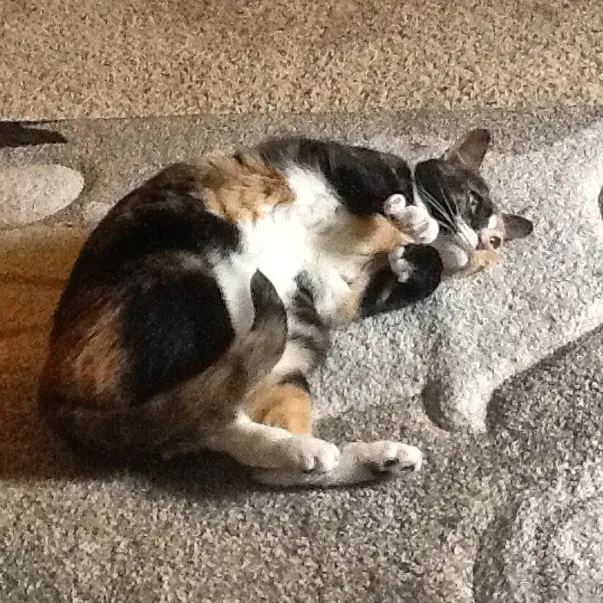 Lost cat in San Ramon, CA, 94582