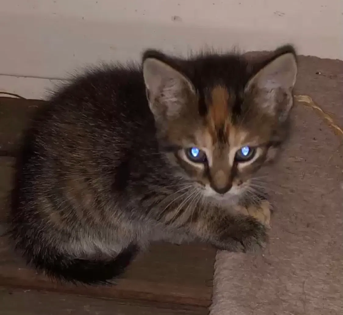 Lost cat in Bluff City, TN, 37618