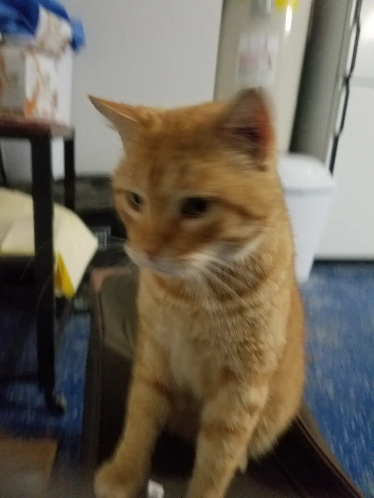 Lost cat in Granbury, TX, 76048