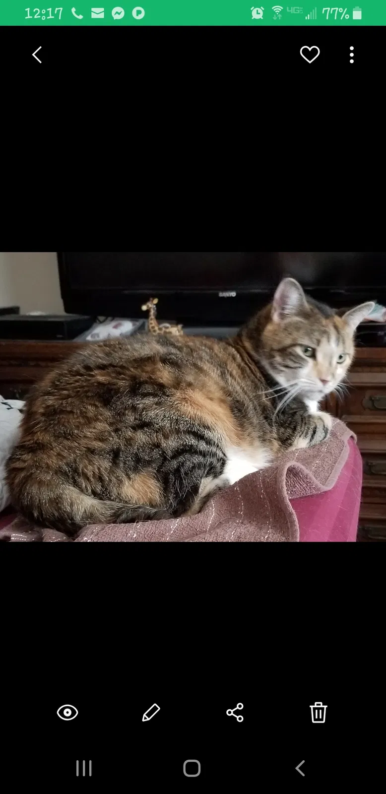Lost cat in Greenville, SC, 29613